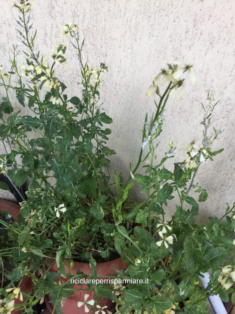 Pianta di rucola con foglie, fiori e semi