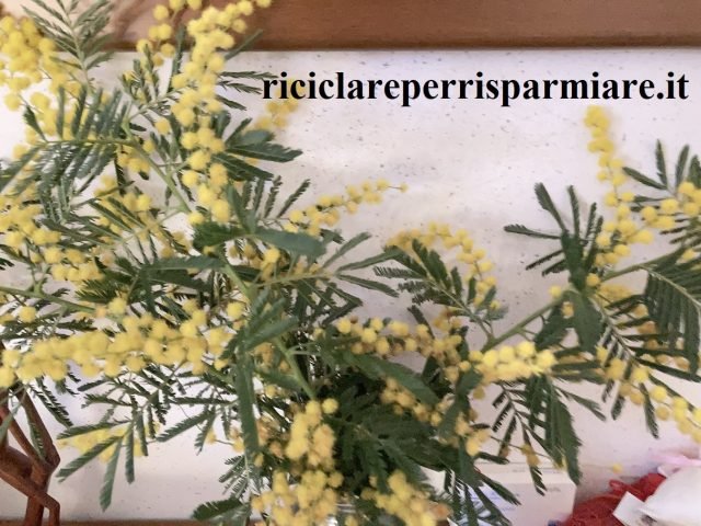 Unguento con mimosa